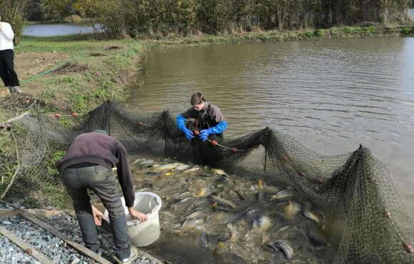 Újabb 7 mázsa ponty került vizeinkbe a csütörtöki napon.