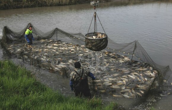 3300 kg fogható ponty kerül tavainkba