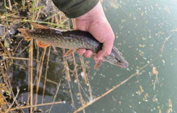 Két tóba telepítettük 108 kg csukát