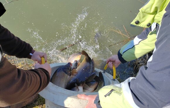 110 mázsa ponty került a Vasi Vizekbe a napokban