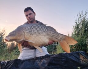 carp